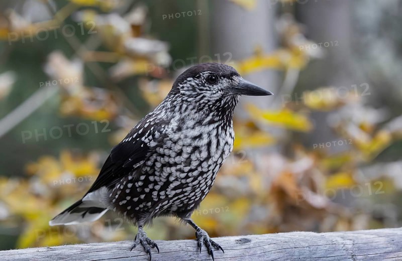 Jays (Nucifraga caryocatactes), forest, foraging, Pongau