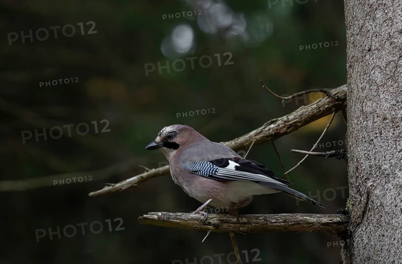 Eurasian Jay (Garrulus glandarius), tree, foraging, Pongau