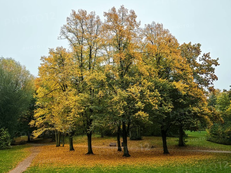 Group of trees with golden yellow leaves in a quiet park, bench and curved paths under grey skies, the Park am Gesundbrunnen, Volkspark Humboldthain in autumn in 13357 Berlin, Germany
