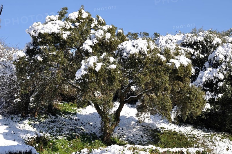 Tree under the snow in Brittany