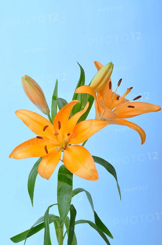 Studio shot of orange lily, Orange lilies with buds and leaves against a blue background, creating a vibrant floral display