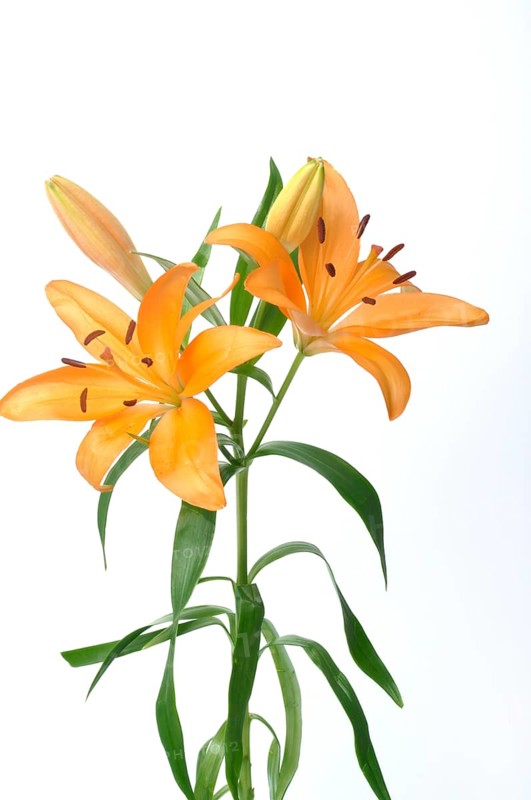 Studio shot of orange lily, Orange lilies with green leaves on a white background creating a fresh and elegant look