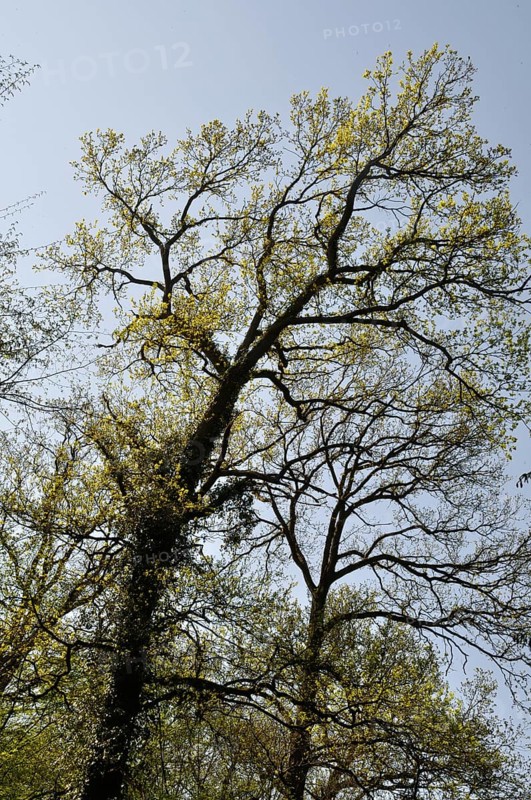 Tall trees with budding leaves against a clear blue sky, evoking a sense of spring and natural beauty. The Communal forest of Saint-Pierre-Les-Elbeuf, in Normandy, France