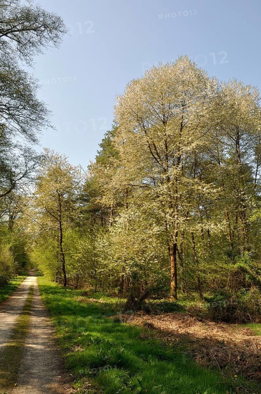 A serene forest path flanked by blooming trees under a clear blue sky.The Communal forest of Saint-Pierre-Les-Elbeuf, in Normandy, France