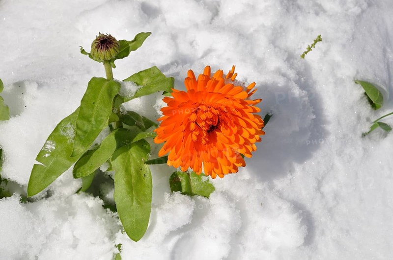 Marigold under the snow in Brittany