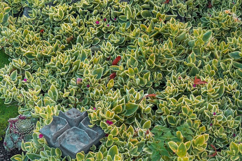 Sedum, family of thick-leaf plants (Crassulaceae), Allgäu, Swabia, Bavaria, Germany