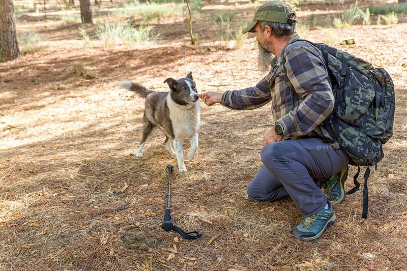 Man and his dog hiking through sunlit pine forest, sharing companionship and adventure on a sunny trail of dry grass and leaves