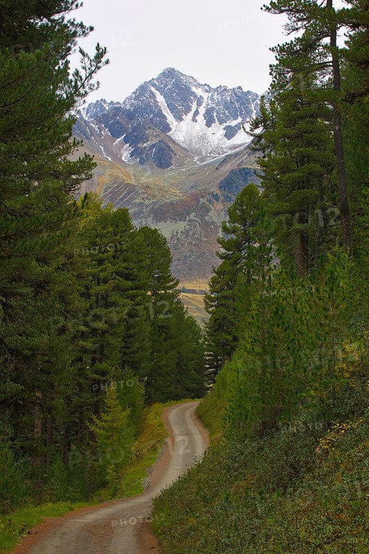 A trail winds through the forest in Langtaufers towards a snow-covered mountain peak in South Tyrol