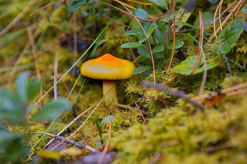 A yellow snail (Hygrophorus) grows in the South Tyrolean forests in Italy