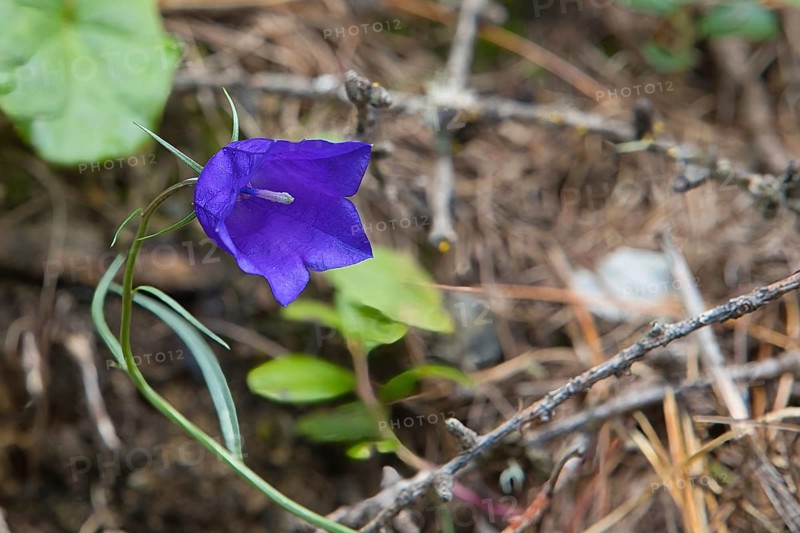 A blue bellflower in the Langtauferer Valley in South Tyrol, Italy