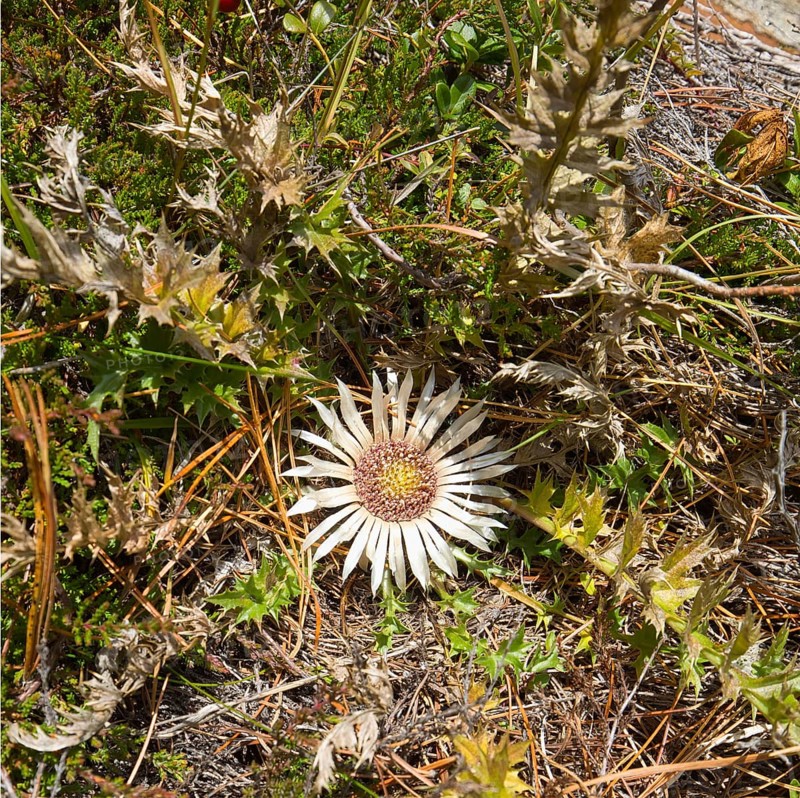 The silver thistle (Carlina acaulis) is a protected plant that is native to the alpine regions of Central and Southern Europe. This one grows in the mountains of Langtaufers in Vinschgau, Italy