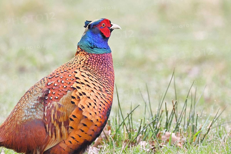 Pheasant, hunting pheasant (Phasianus colchicus), adult male bird in a meadow, animal portrait, wildlife, lembruch, ox moor, Dümmer nature park Park, Lower Saxony, Germany