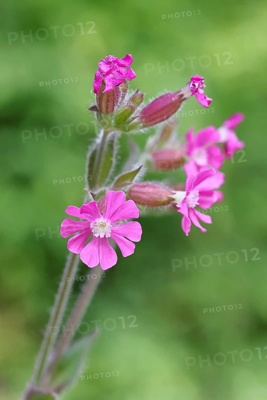 Red carnation (Silene dioica), close-up of a flower in a meadow, Wilnsdorf, North Rhine-Westphalia, Germany