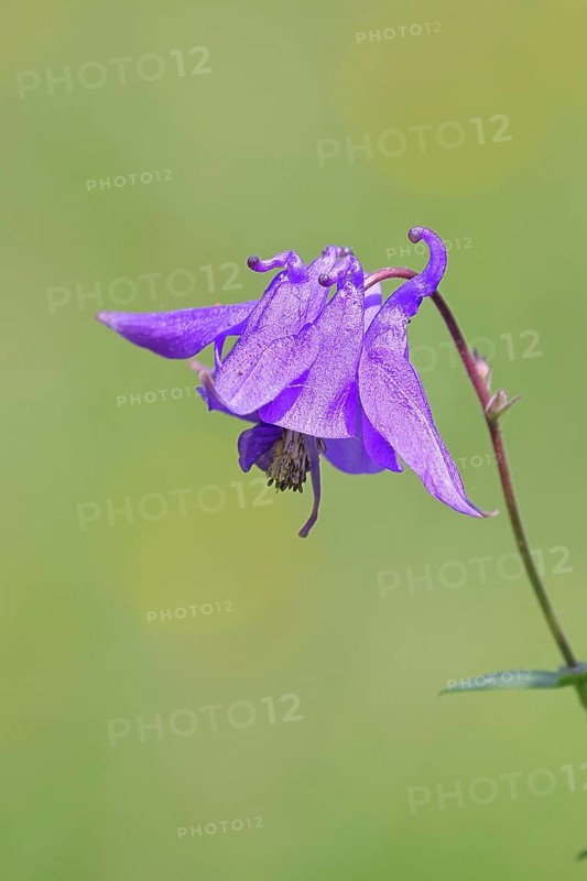 Common columbine (Aquilegia vulgaris), blue flower at the edge of the forest, Wilnsdorf, North Rhine-Westphalia, Germany
