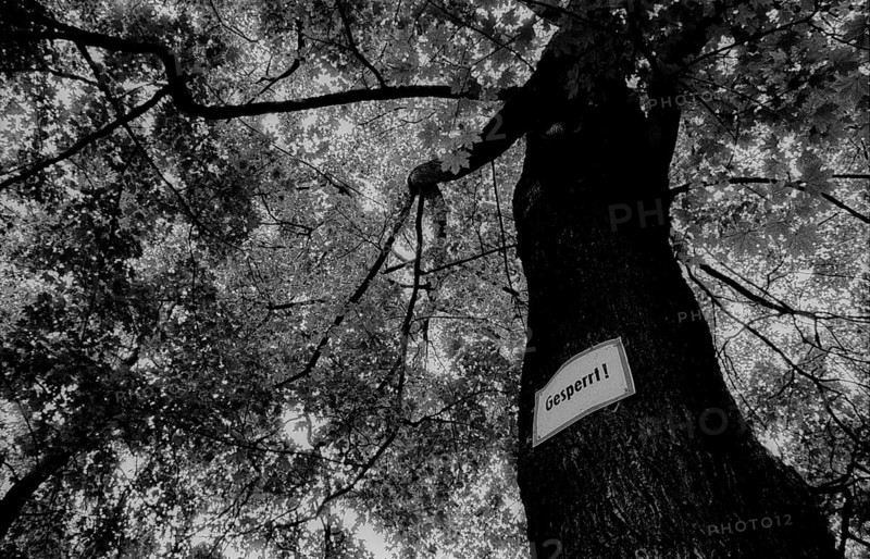Germany, Berlin, 3.8.1992, cemetery in Prenzlauer Berg: Locked... (the tree)