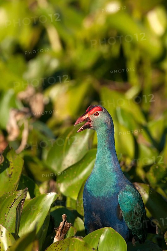 Purple Swamphen in water hyacinth (Porphyrio porphyrio poliocephalus), Thailand