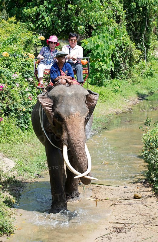 Thailand, Koh Samui, Elephant (Elephas maximus) with tourists for a small round trip in the jungle