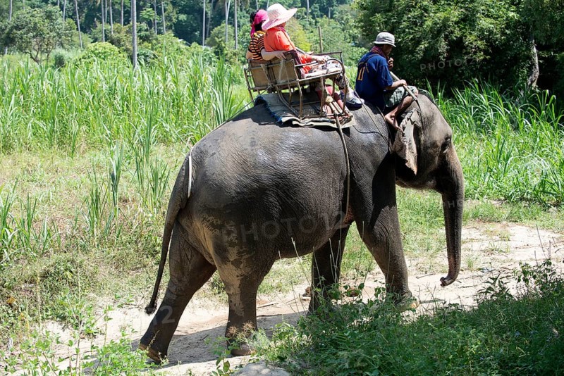Thailand, Koh Samui, Elephant (Elephas maximus) with tourists for a small round trip in the jungle