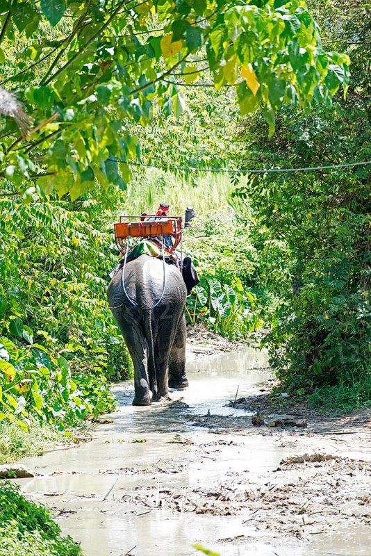 Thailand, Koh Samui, Elephant (Elephas maximus), round trip in the jungle