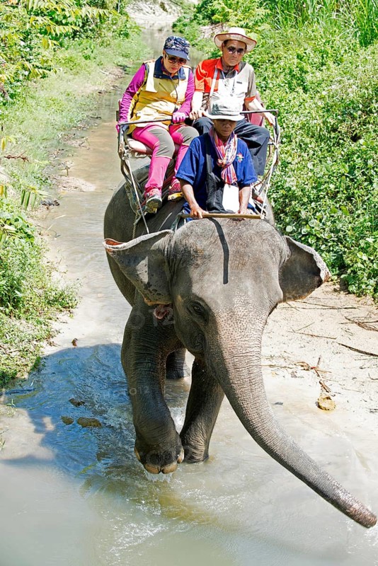 Thailand, Koh Samui, Elephant (Elephas maximus) with tourrists for a small trip in the jungle