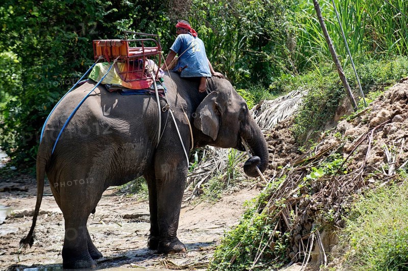 Thailand, Koh Samui, Elephant drinking (Elephas maximus) before the trip in the jungle