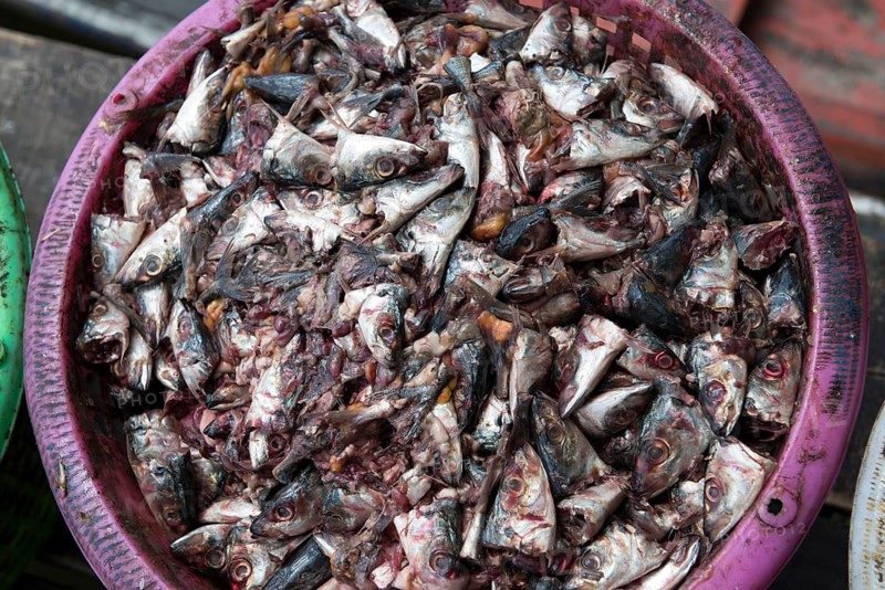 Thailand, Songkhla, Koh Yo, Waste of fishes to make flours intended for the animal feed