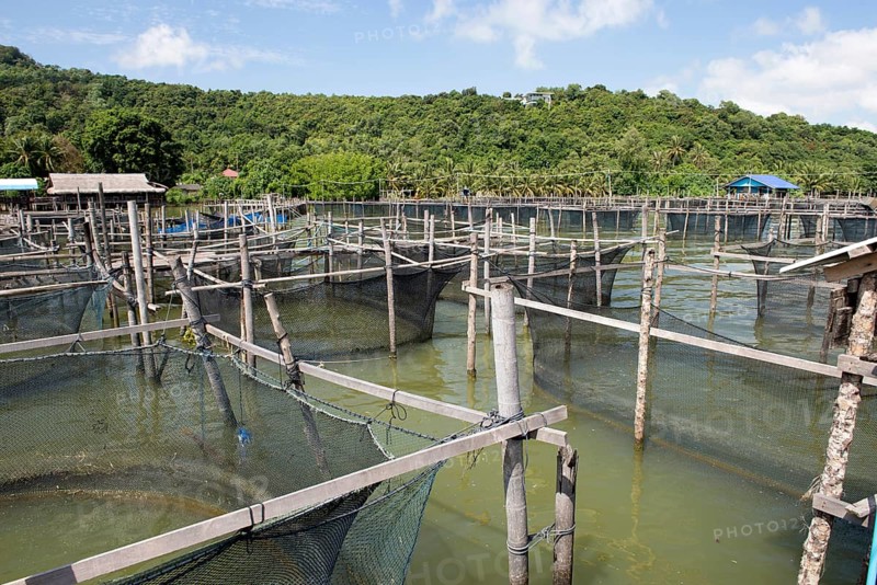 Thailand, Songkhla, Koh Yo, Aquacultural farm, Freshwater fish