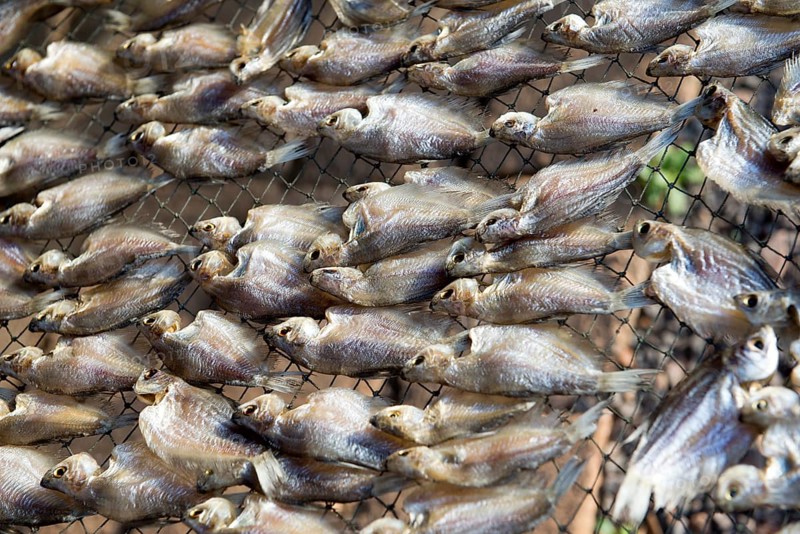 Thailand, Southern, Drying of fishies of lake