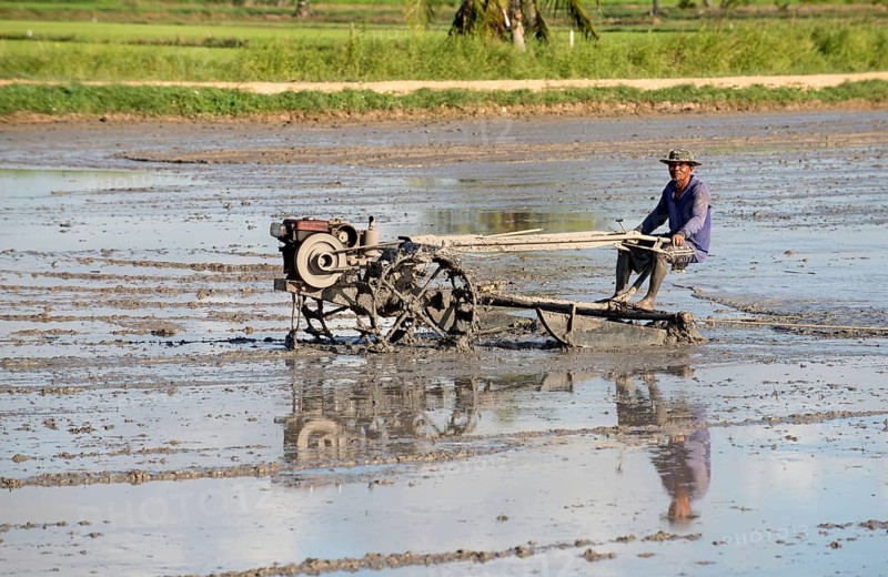Southern Thailand, Farmer ride rice tractor for preparing the ground for rice plantation