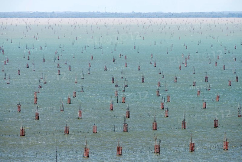 Thailand, Songkhla, Koh Yo, Aquacultural farm, Field of bow nets