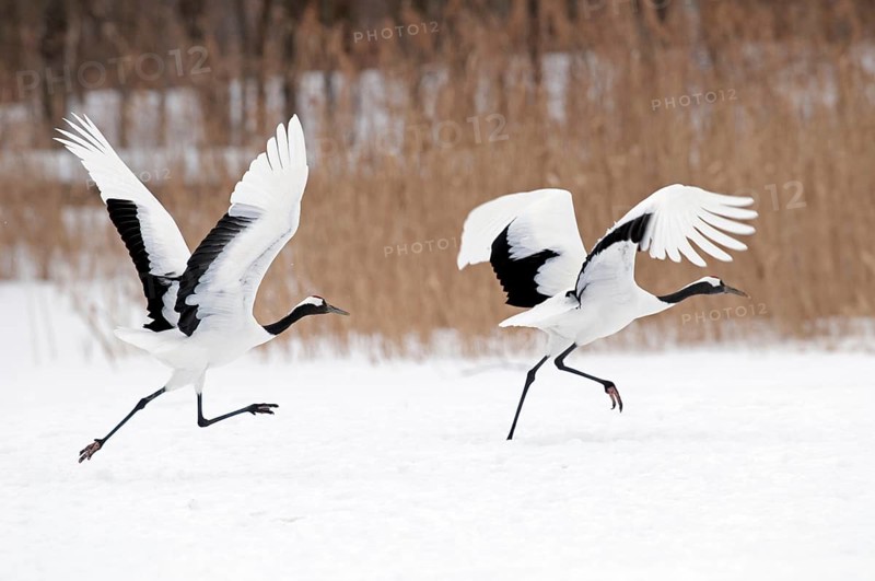 Japanese crane, Red-crowned crane (Grus japonensis) take-off, Japan