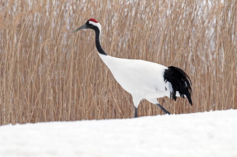 Japanese crane, Red-crowned crane (Grus japonensis), Japan