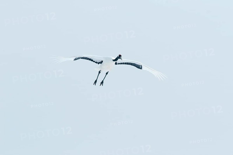 Japanese crane, Red-crowned crane (Grus japonensis) flying, Japan