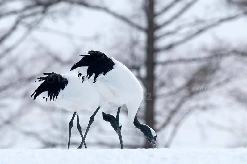 Japanese crane, Red-crowned crane (Grus japonensis) couple, Japan