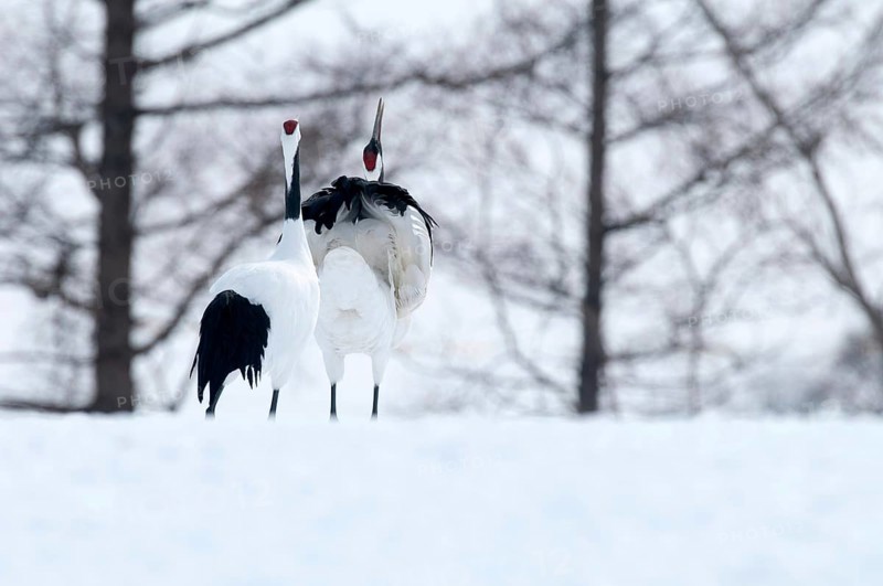 Japanese crane, Red-crowned crane (Grus japonensis) couple dancing and singing, Japan