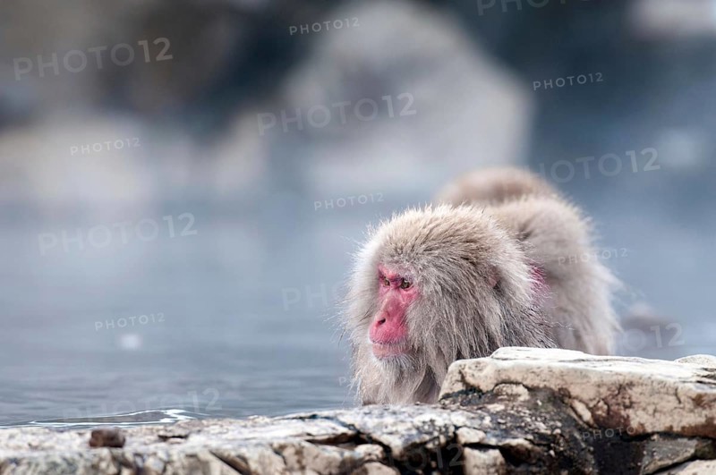Japanese macaque or snow japanese monkey in onsen (Macaca fuscata), Japan Monkey-Japanese, Macaca fuscata (Macaque Japon) Japan