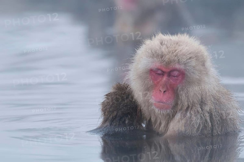 Japanese macaque or snow japanese monkey, baby and mom sleeping in onsen (Macaca fuscata), Japan Monkey-Japanese, Macaca fuscata (Macaque Japon) Japan