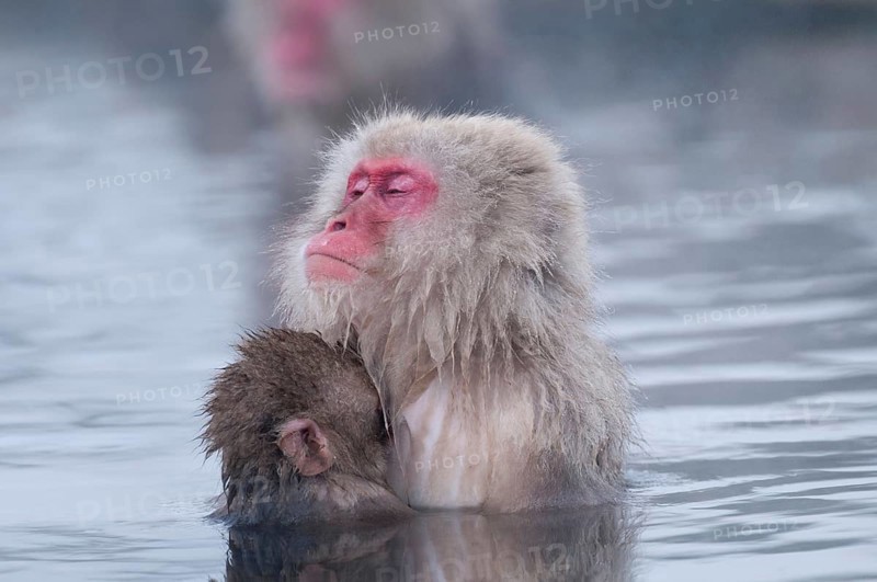 Japanese macaque or snow japanese monkey, baby and mom in onsen (Macaca fuscata), Japan Monkey-Japanese, Macaca fuscata (Macaque Japon) Japan