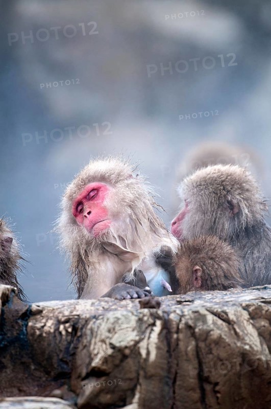 Japanese macaque or snow japanese monkey in onsen (Macaca fuscata), baby needs milk, Japan