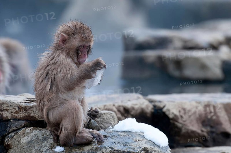 Japanese macaque or snow japanese monkey, baby, in onsen, playing with ice (Macaca fuscata), Japan Monkey-Japanese, Macaca fuscata (Macaque Japon) Japan
