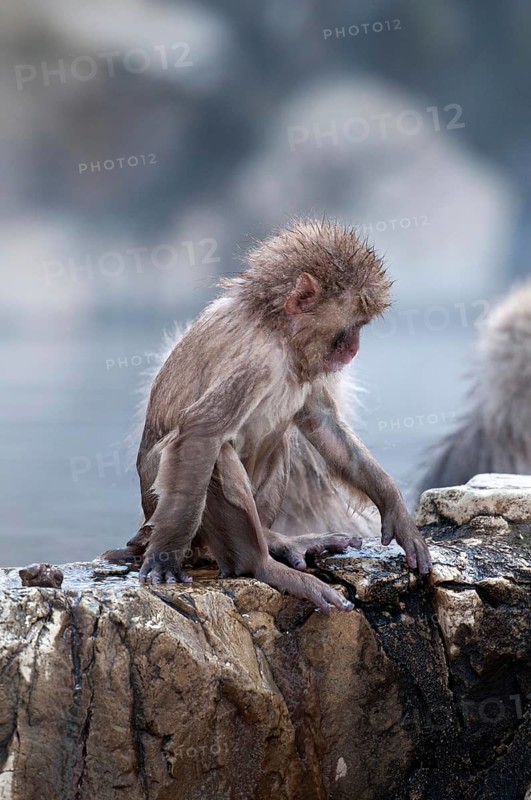 Japanese macaque or snow japanese monkey, baby, in onsen (Macaca fuscata), Japan Monkey-Japanese, Macaca fuscata (Macaque Japon) Japan