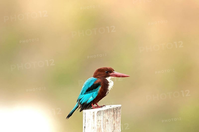 White-throated kingfisher (Halcyon smyrnensis), Thailand // Martin-chasseur de Smyrne White-faced Kingfisher, Halcyon smyrnensis (Martin-chasseur de Smyrne) Thailand
