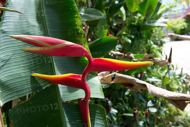 Heliconia sp