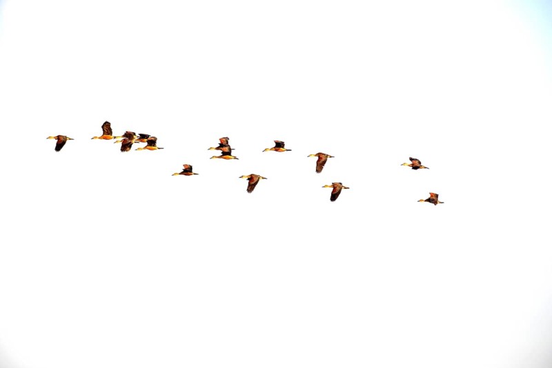 Lesser whistling-duck (Dendrocygna javanica), Group flying, Thailand