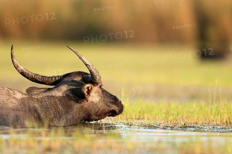 Buffalo-asiatic, Water buffalo, Bubalus bubalis (Buffle d'eau) Water Buffalo (Bubalus bubalis), Thailand // Buffle d'eau