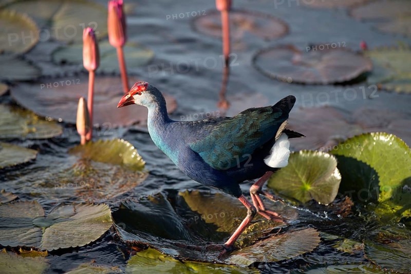 Purple Swamphen in pink water lilies (Porphyrio porphyrio poliocephalus), Thailand / Talève sultane - Poule sultane Common crane, purple gallinule, Porphyrio porphyrio poliocephalus (Talève sultane) Thailand