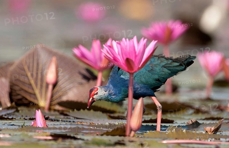 Purple Swamphen (Porphyrio porphyrio poliocephalus), Thailand // Talève sultane - Poule sultane Common crane, purple gallinule, Porphyrio porphyrio poliocephalus (Talève sultane) Thailand
