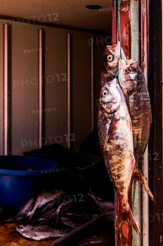 Fresh fish for sale at Los Verdes Beach (Playa los Verdes). Iquique, Tarapaca Region, Chile. 19.11.15