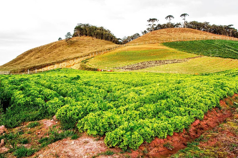Lettuce plantation. Rancho Queimado, Santa Catarina, Brazil