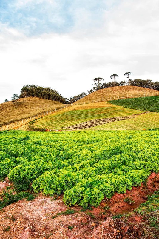 Lettuce plantation. Rancho Queimado, Santa Catarina, Brazil